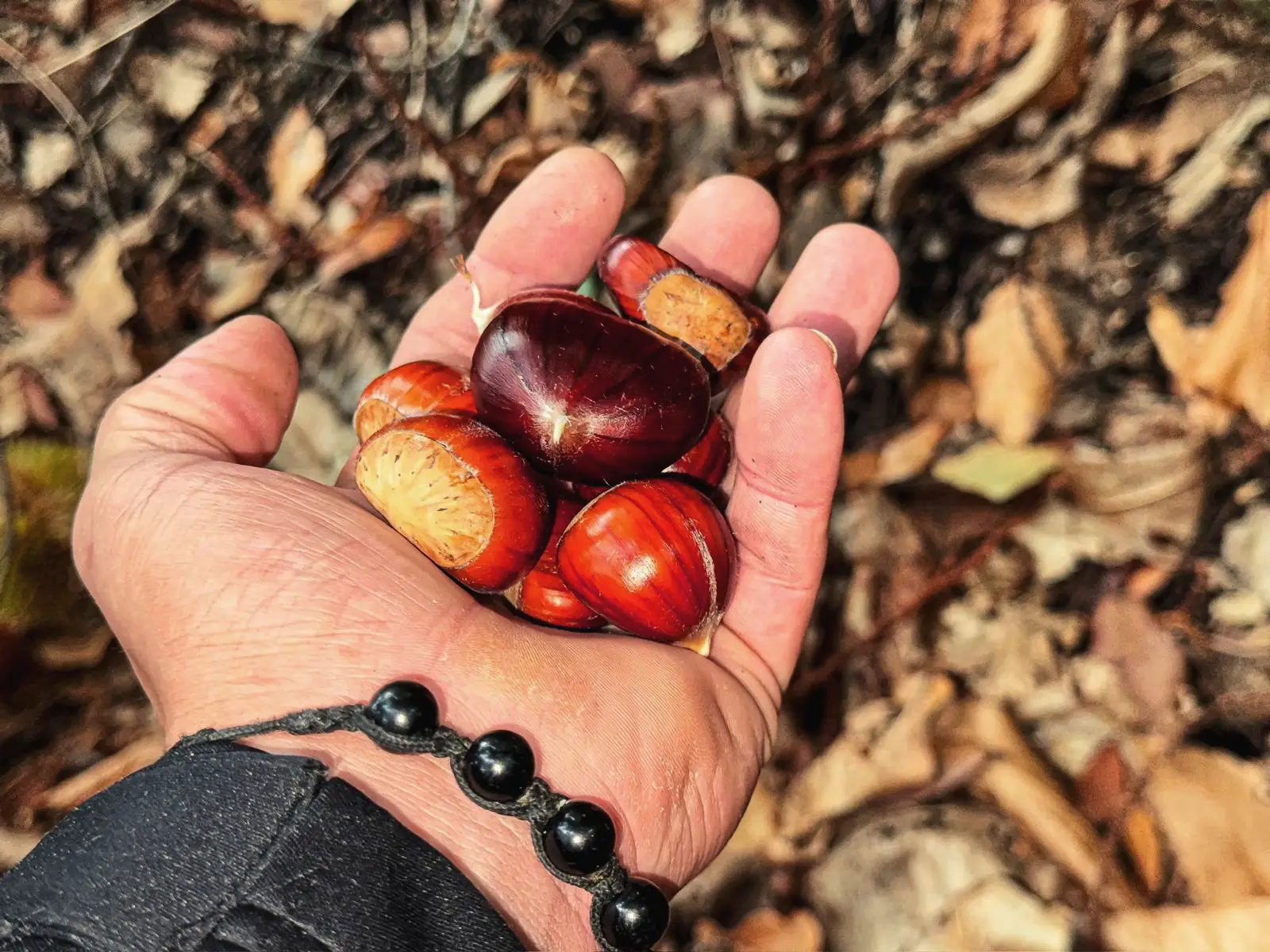 Castagne dell'Etna dell'Azienda Agricola Erik