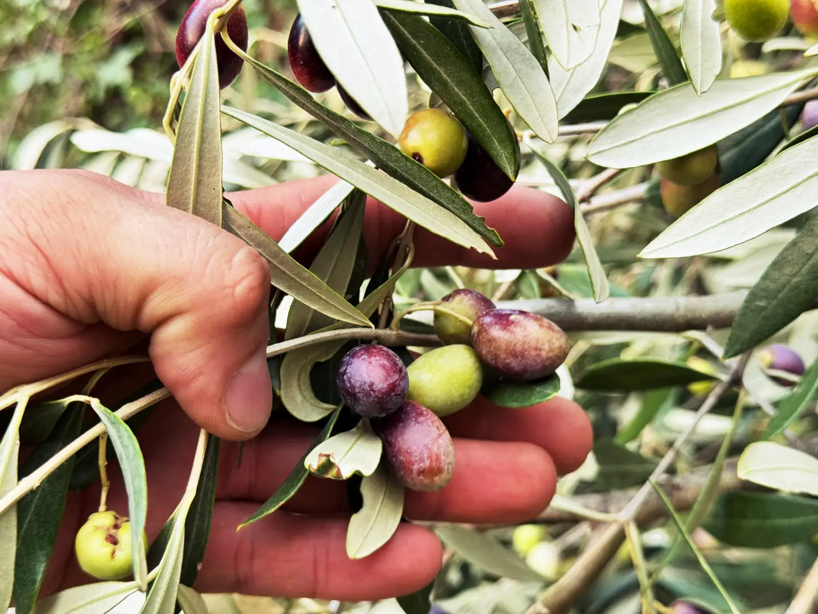 Olive raccolte dall'Azienda Agricola Erik